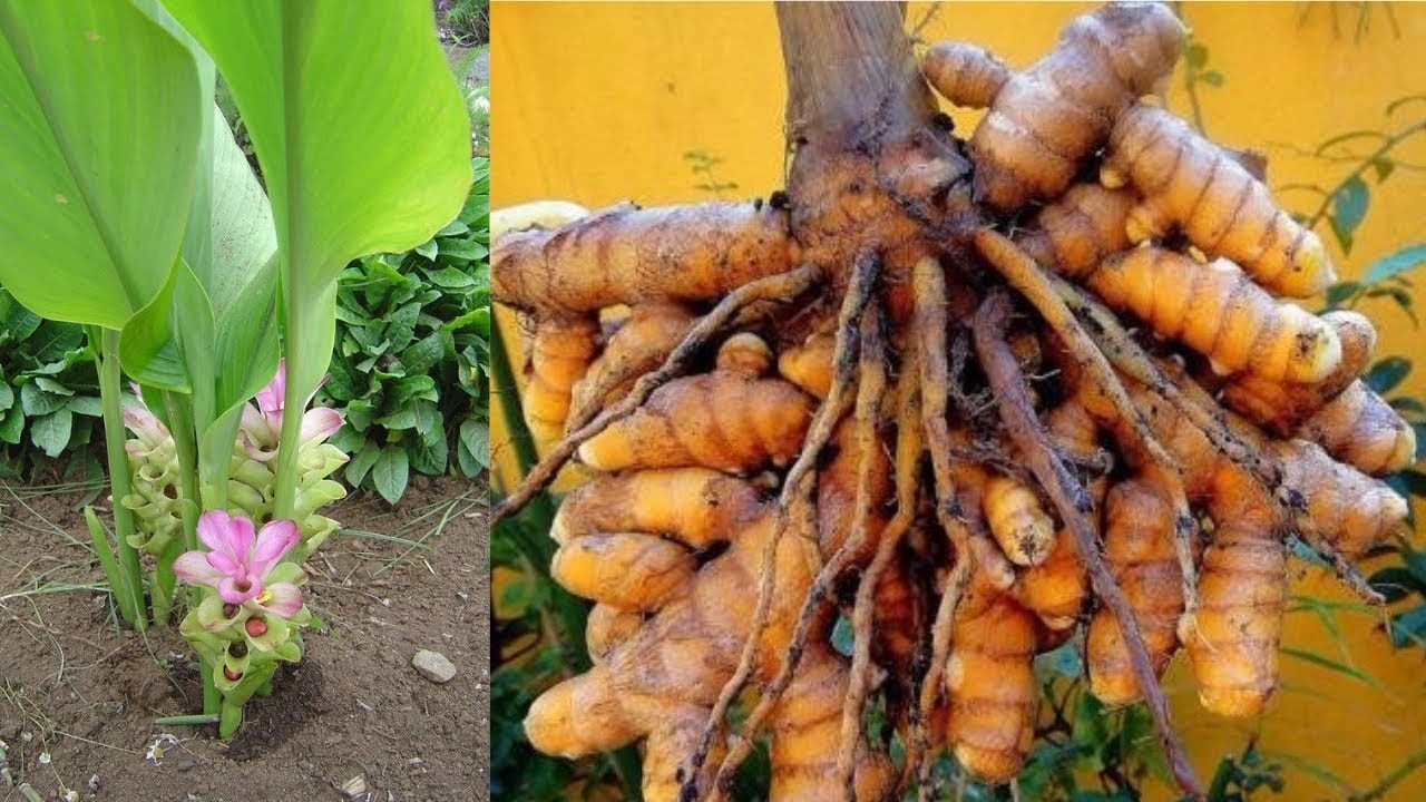 Descubra agora todos os nutrientes e benefícios do açafrão
