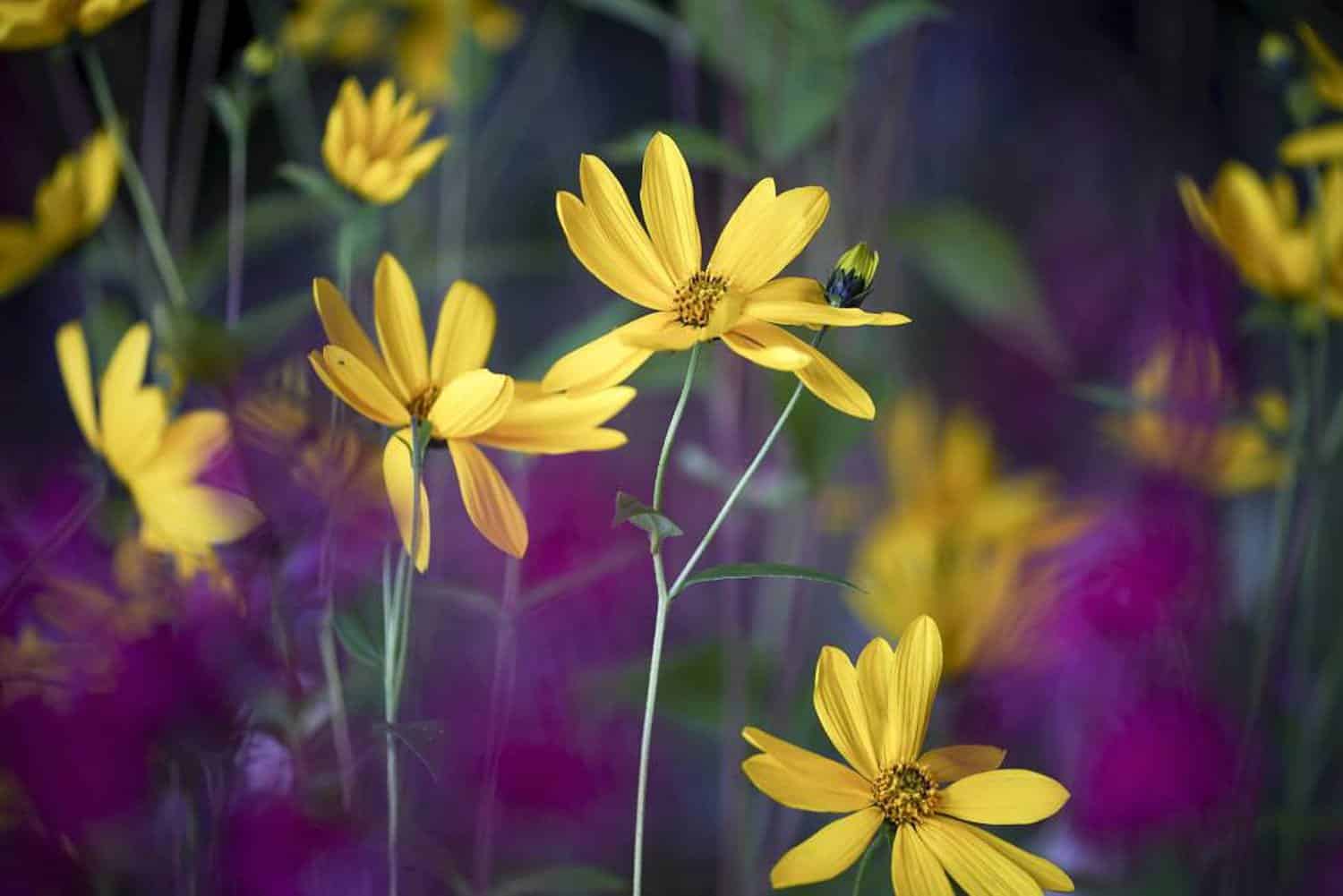 La primavera que significa