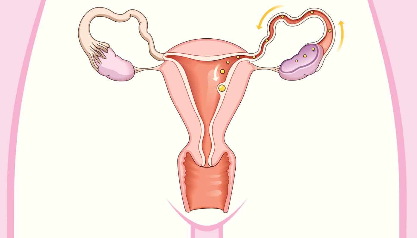 dor na ovulacao o que e sintomas duracao e possiveis causas 1 - Dolor en la ovulación, ¿qué es?  Síntomas, posibles causas y tratamiento.
