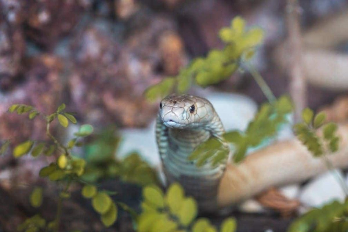 O que significa sonhar com cobra? Conheça as diferentes interpretações -  Rádio Itatiaia