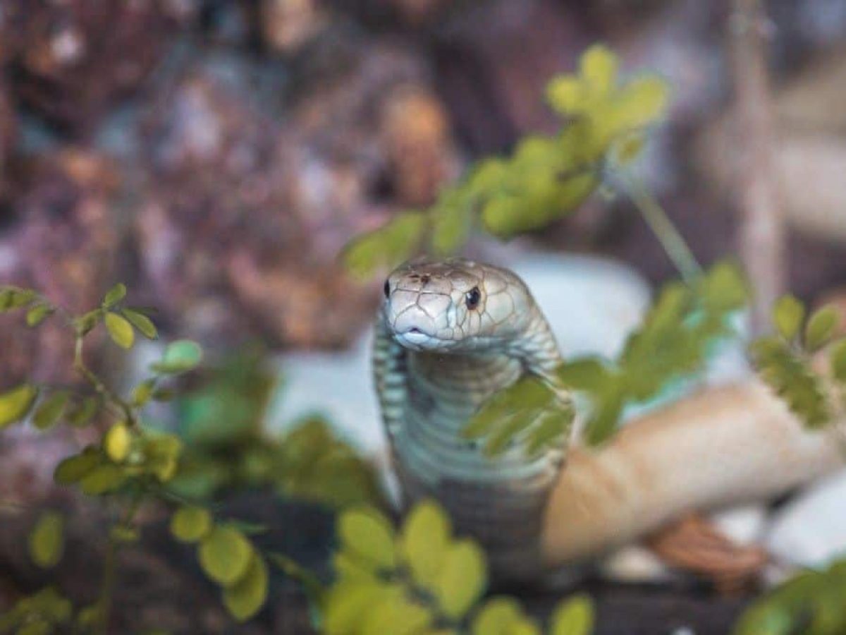 Você sabe o que significa sonhar com cobra? Descubra