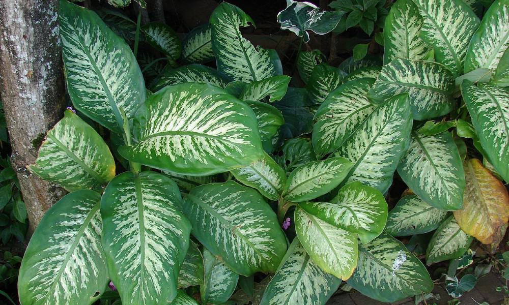 Planta comigo-ninguém-pode: como cultivar e simpatias de proteção