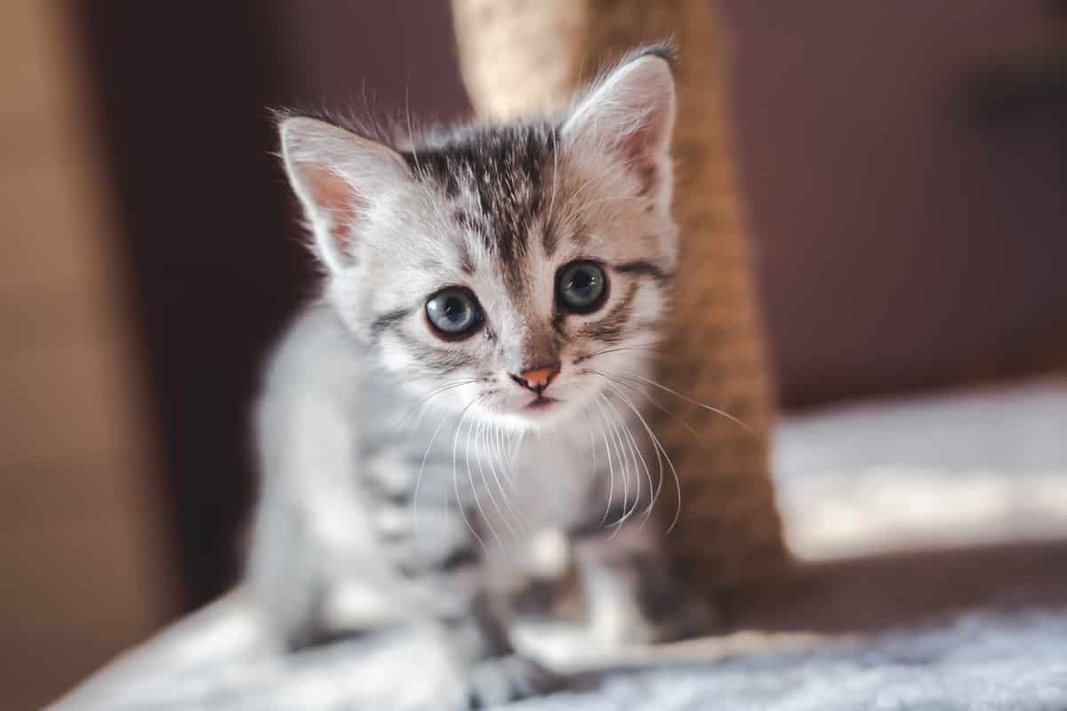 Gato filhote de 2 meses pode ficar sozinho? Descubra!