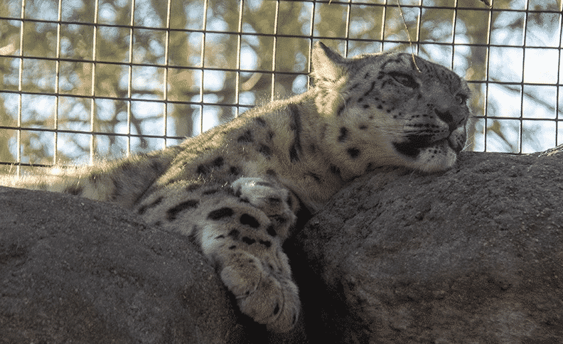 Leopardos-da-neve morrem de covid-19 em zoológico nos EUA