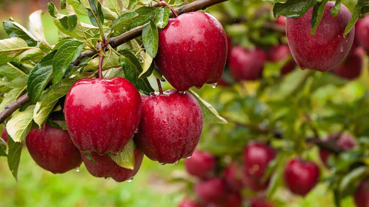 Comer maçã: 16 benefícios para a saúde do organismo