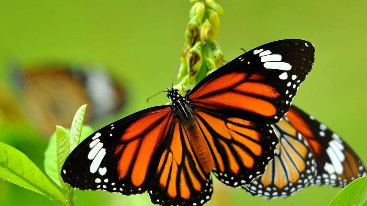 Sonhar com borboleta: significado está relacionado com transformação